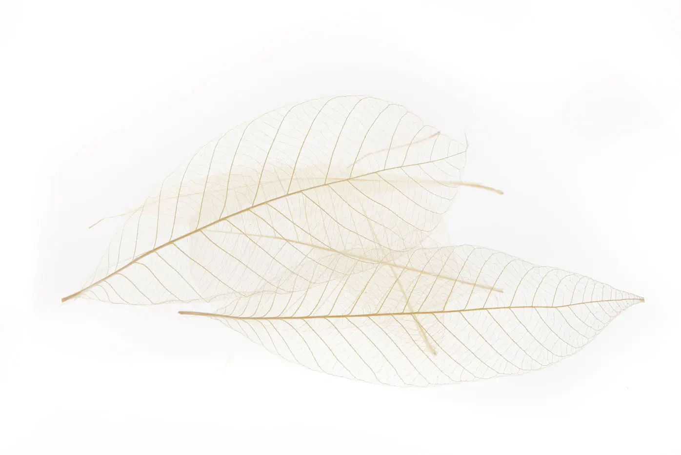 Raw material of the ORGANOID natural wallpaper Skeleton Leaves medium: Delicate skeletonized rubber tree leaves