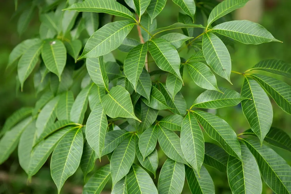 Raw material of the ORGANOID natural wallpaper Skeleton Leaves medium: Delicate skeletonized rubber tree leaves