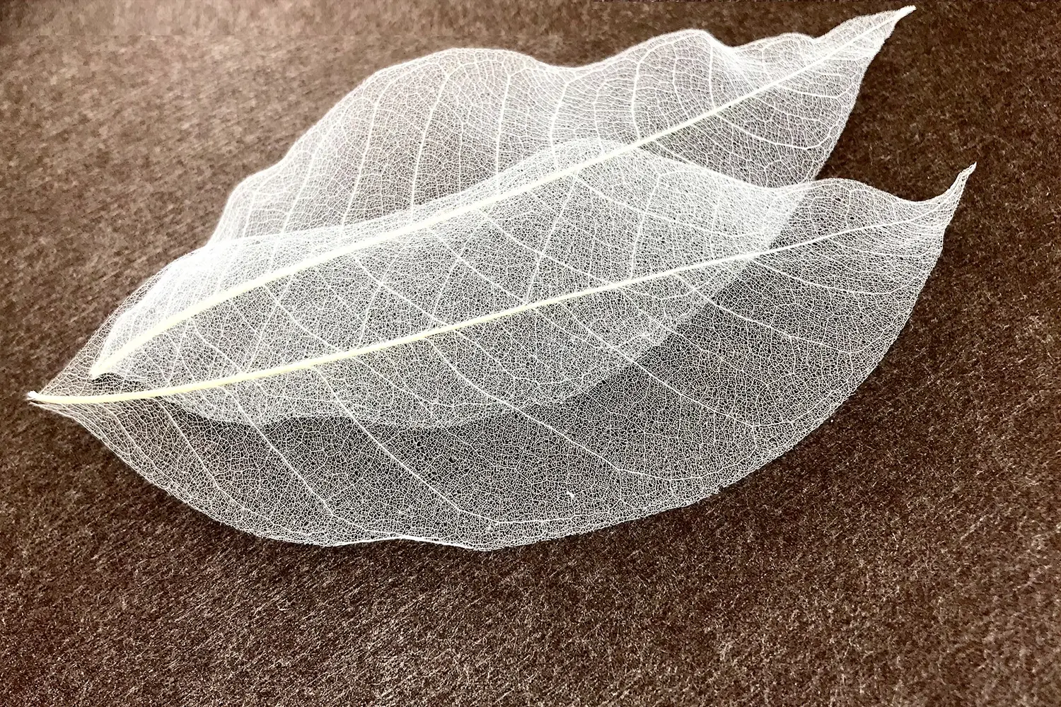 Raw material of the ORGANOID natural wallpaper Skeleton Leaves medium: Delicate skeletonized rubber tree leaves
