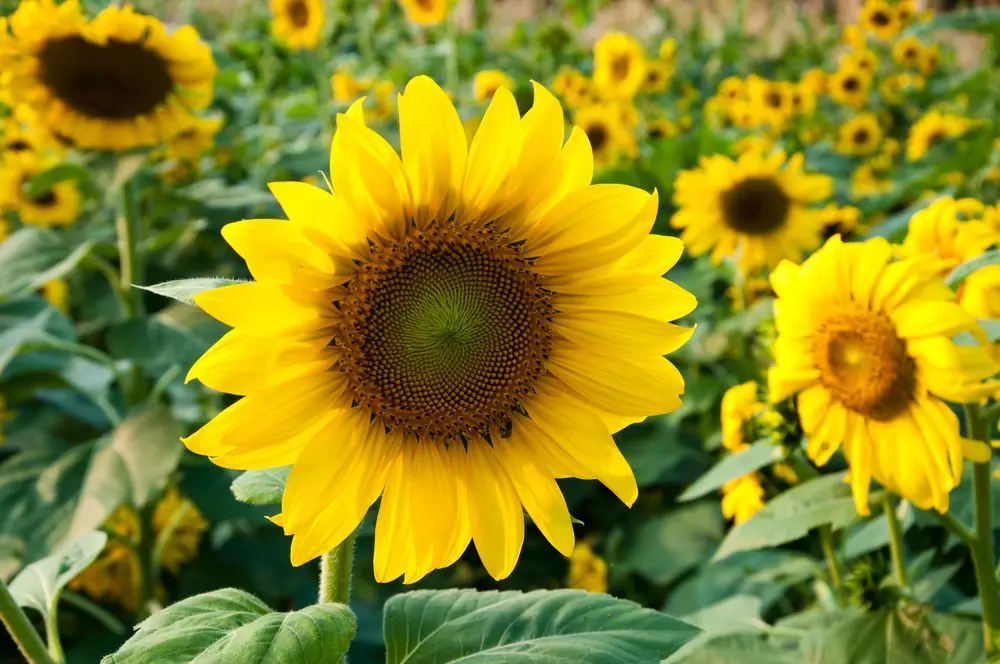 Raw material of the ORGANOID natural wallpaper Sunflowers: Upcycled sunflower seed husks