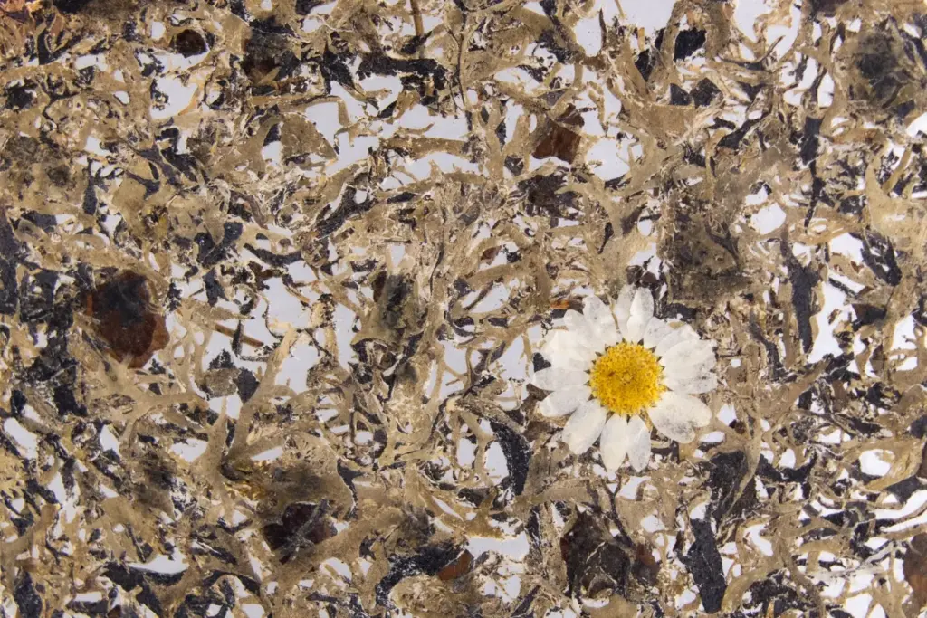 Tree Lichen Daisies medium on adhesive foil (translucent) – ORGANOID natural wallpaper, close-up of the surface texture