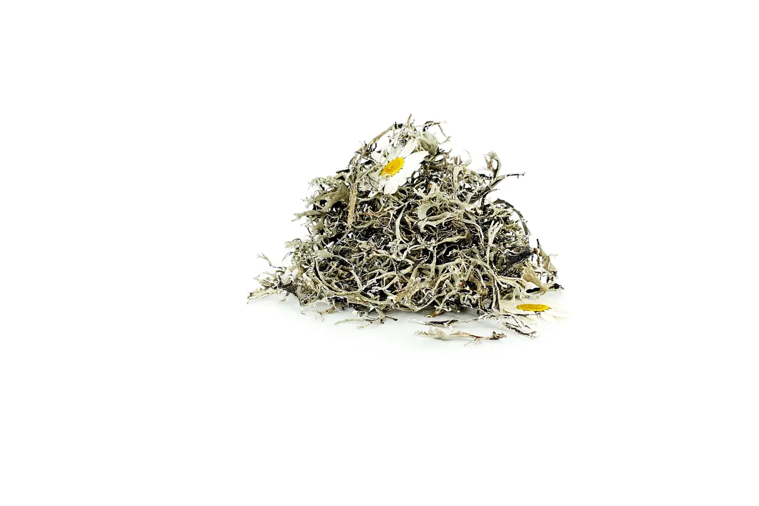 Raw material of the ORGANOID natural wallpaper Tree Lichen Daisies medium: Primal lichen and playful daisies