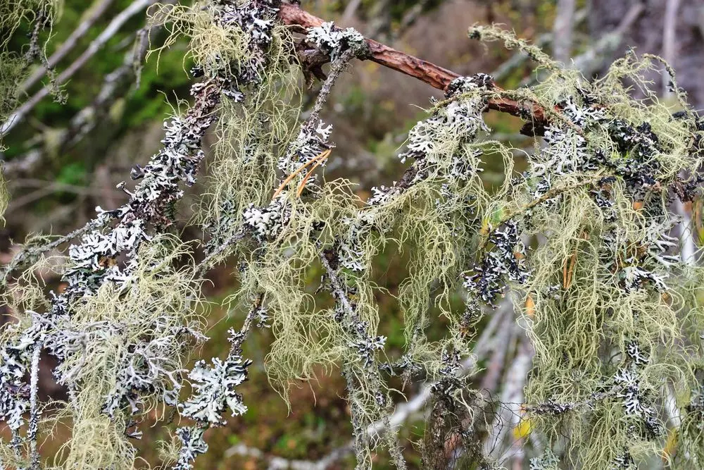 Raw material of the ORGANOID natural wallpaper Tree Lichen: Primal lichen