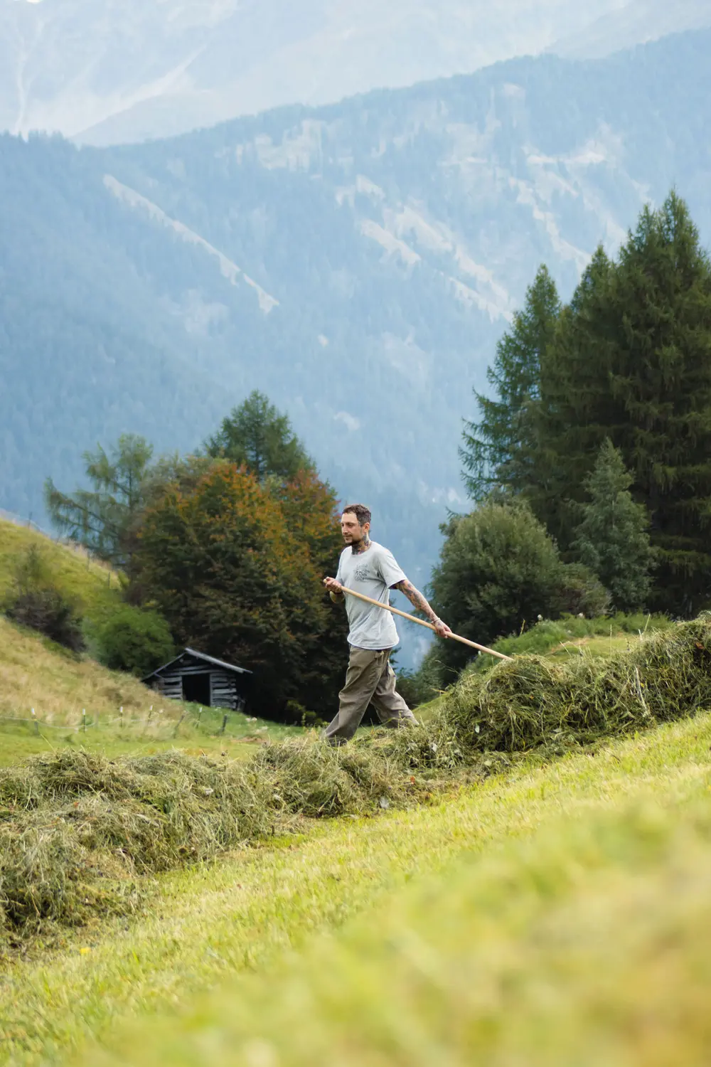 Raw material of the ORGANOID natural wallpaper Wildspitze light: FRAGRANT ALPINE HAY