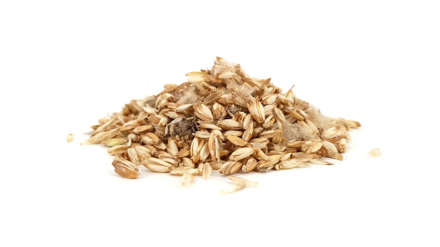 Rohmaterial der ORGANOID Naturtapete Dinkel: Goldgelbe Dinkelspelzen aus Upcycling