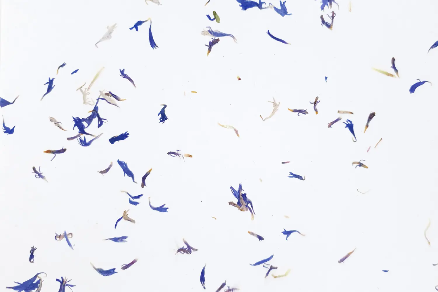Kornblume light auf Ecovlies weiß – ORGANOID Naturtapete, Nahaufnahme der Oberflächenstruktur