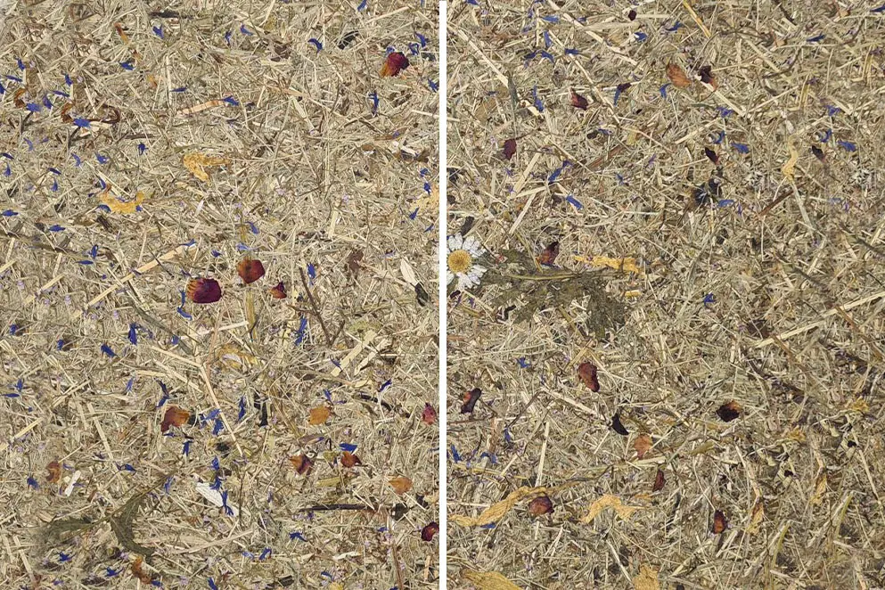 Oberflächenversiegelung – Empfehlung zur nachträglichen Anwendung – ORGANOID Naturoberflächen