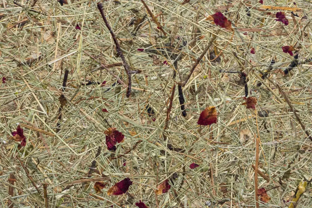 ORGANOID Naturoberfläche – Gesellenstück Leonie Bruder