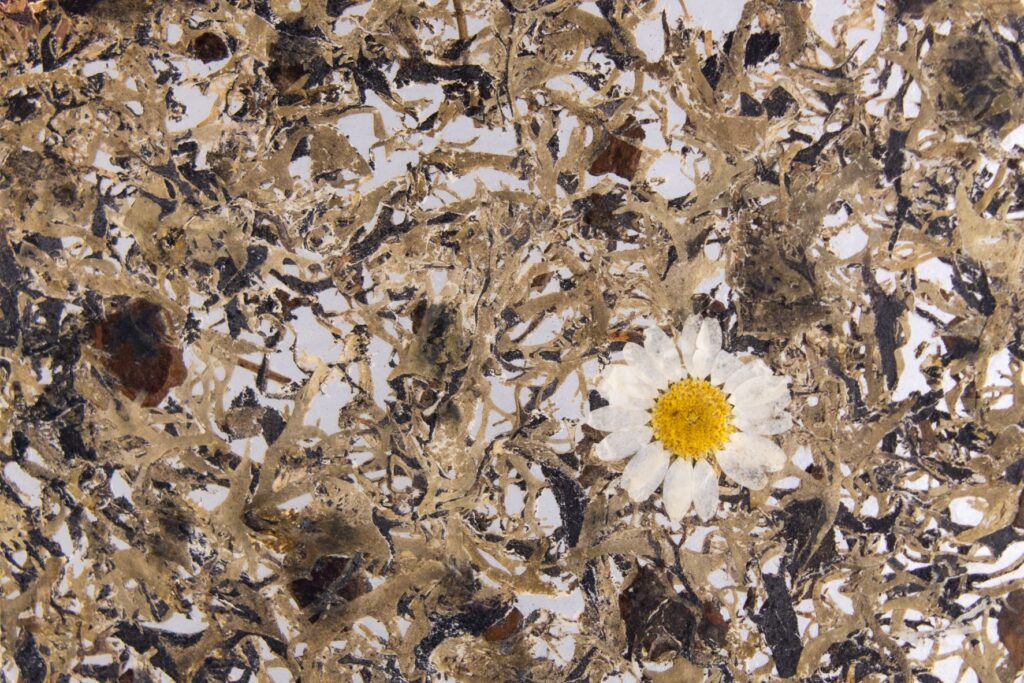BAMBOART MARGERITTA medium - Self-adhesive translucent