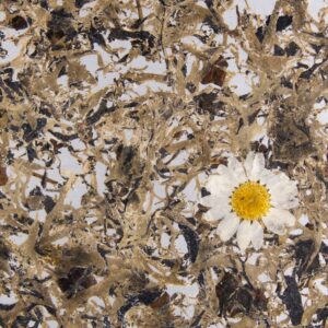 BAUMBART MARGERITE medium - Klebefolie (lichtdurchlässig)