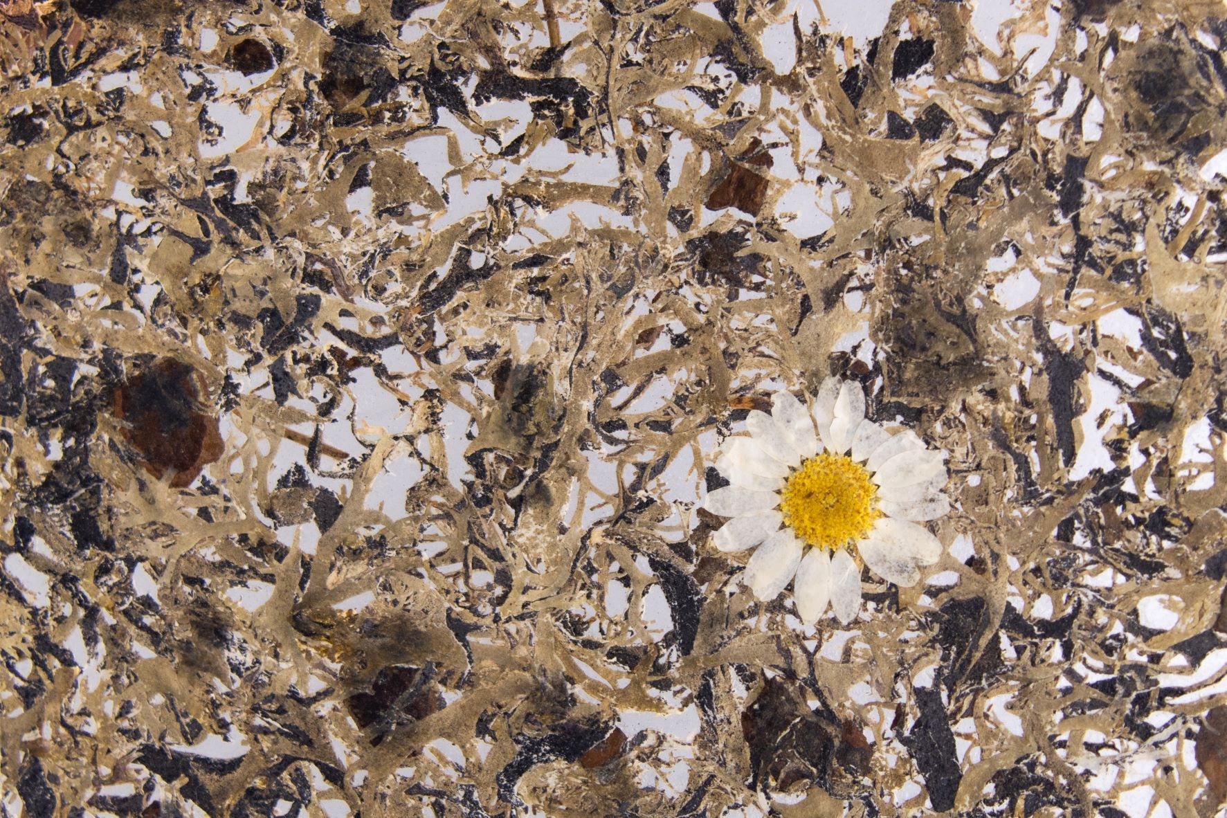 BAUMBART MARGERITE medium - Klebefolie (lichtdurchlässig)