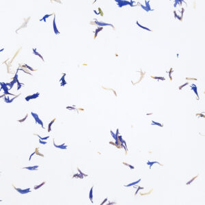 CORNFLOWER light - on white ecofleece