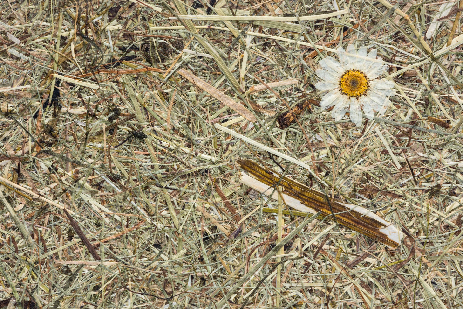 WILDSPITZE MARGERITEN