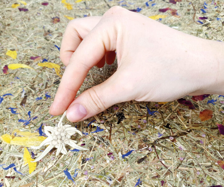 BERGWIESN_hand-placing-edelweiss_Organoid-Natural-Surfaces_web
