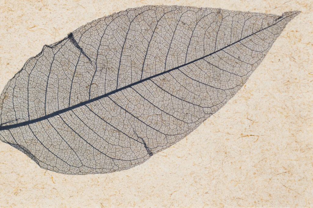 SKELETTBLATTLA ANTHRAZIT light - on Flax Backing