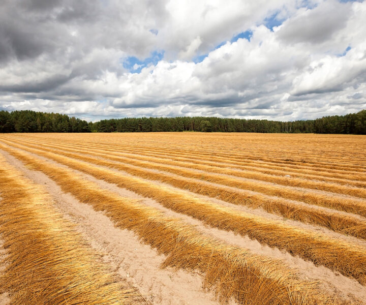 agricultural-field-on-which-was-recently-removed-flax-autumn_freepik_web