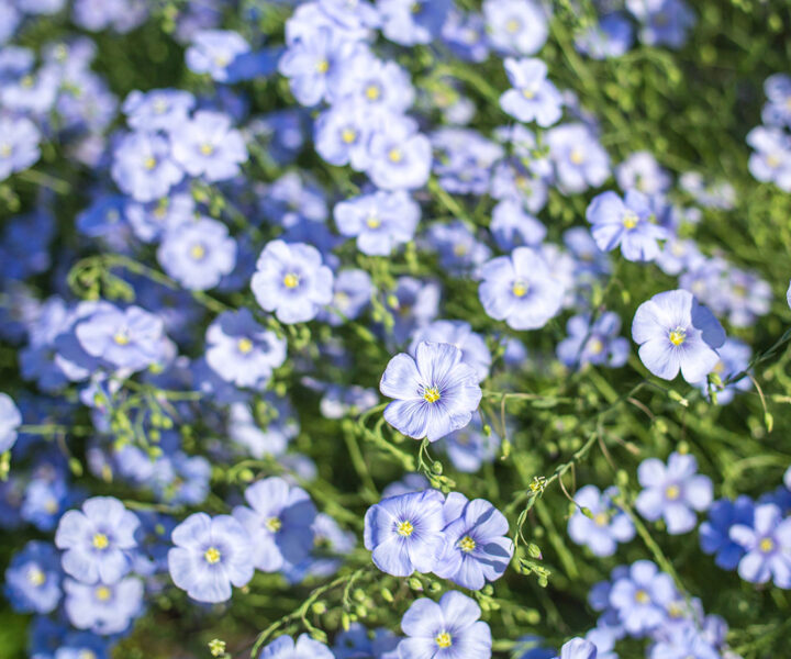 flax-flowers-background_freepik_web