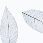 SKELETON LEAVES GREY light - on white ecofleece 
