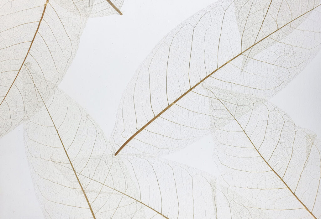 SKELETTBLATTLA medium - Self-adhesive translucent