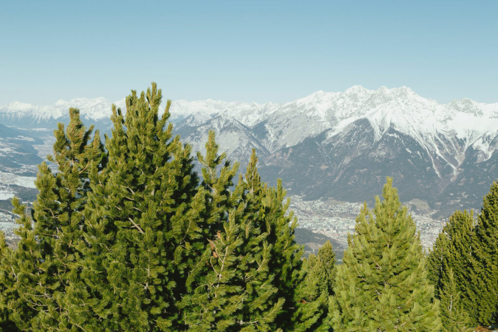 Zirbenwald Patscherkofel