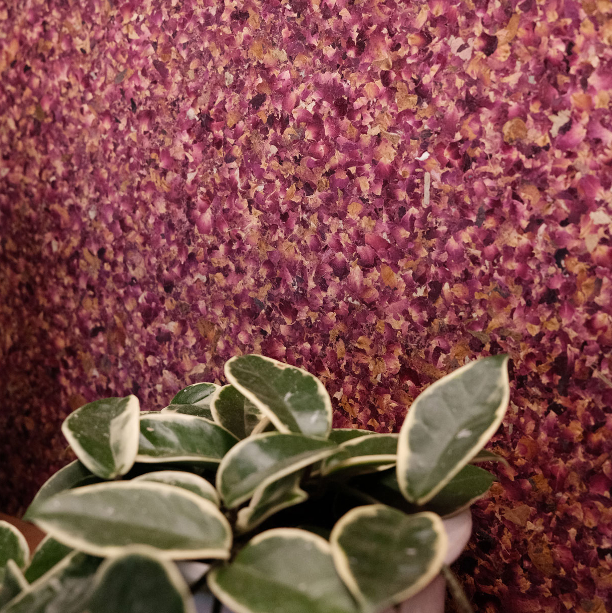 ROSENBLÜTEN