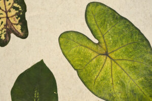 TROPICAL HEART