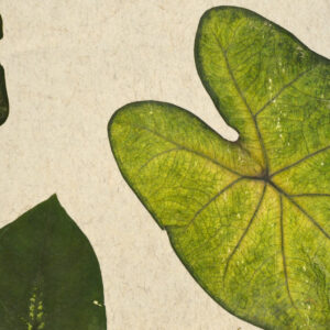 TROPICAL HEART