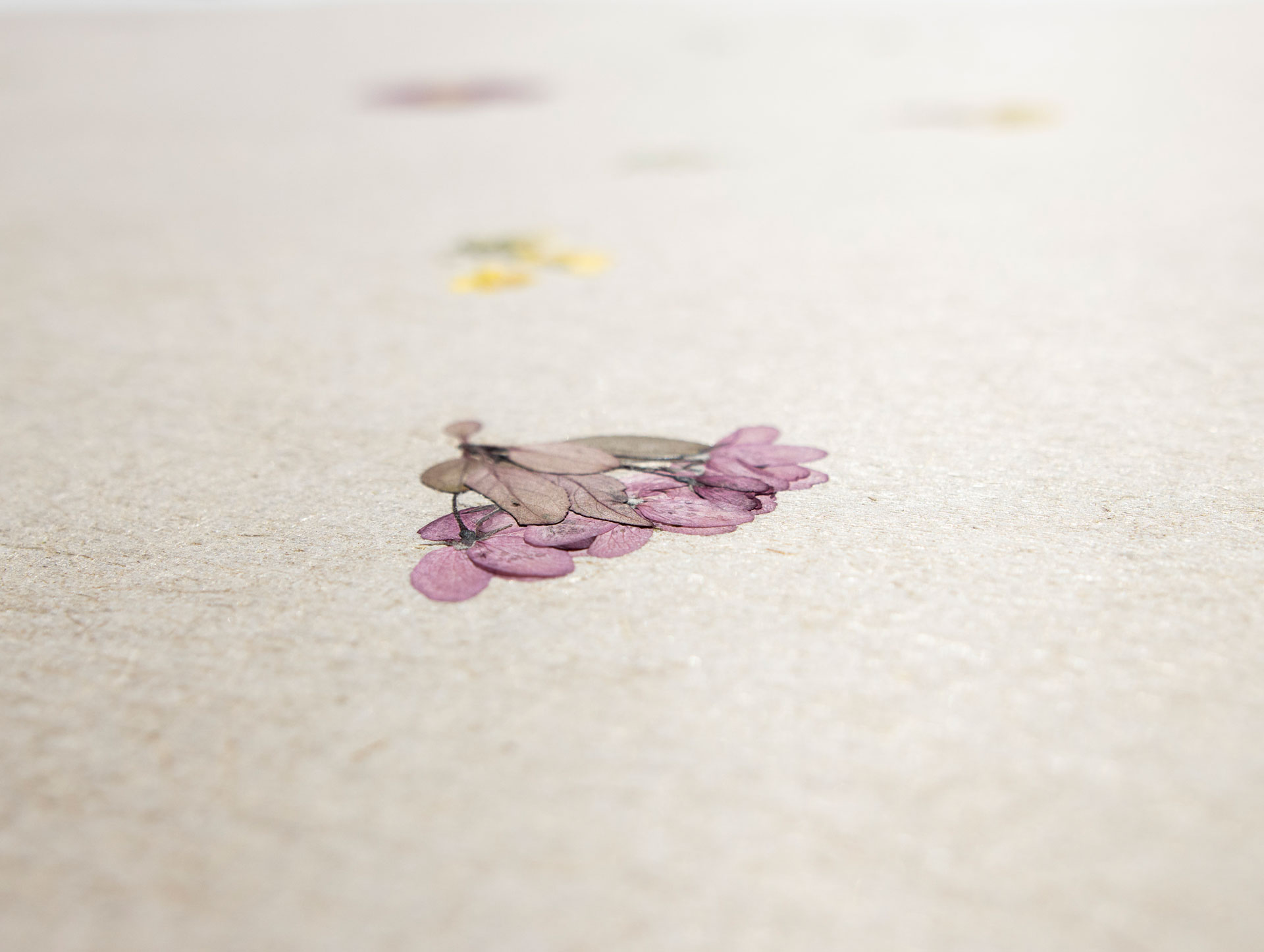 VIOLETTE