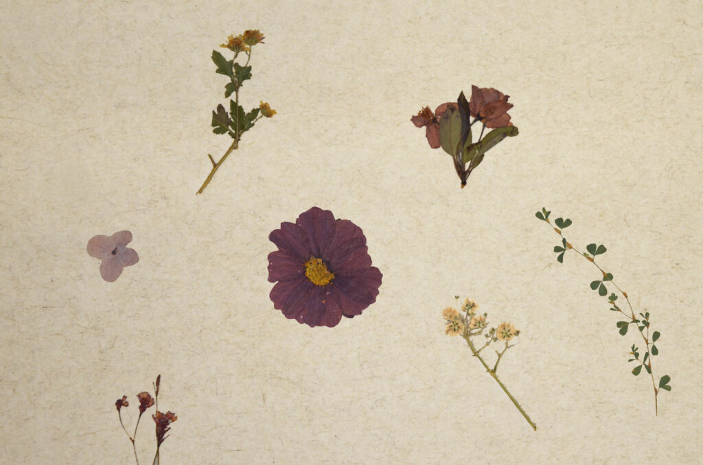 VIOLETTE