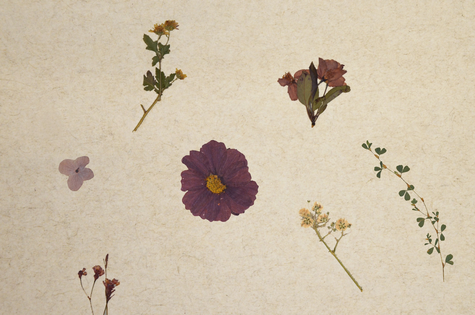 VIOLETTE
