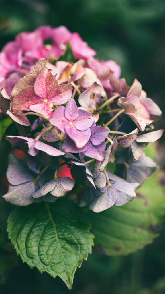 © pexels / Blackcurrant Great