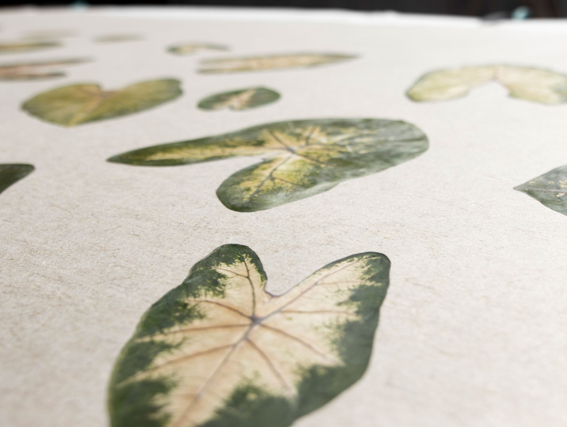 TROPICAL HEART