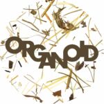 Organoid